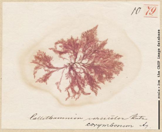 Callithamnion corymbosum 79.jpg